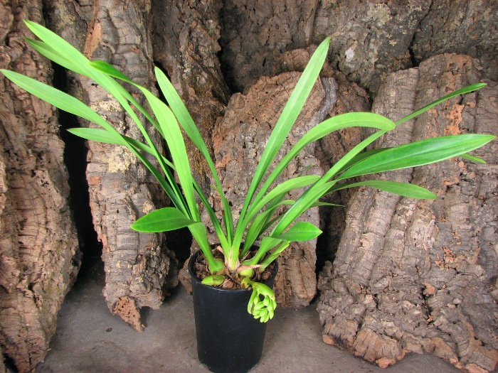 Cymbidium Cascade 'Spring Wind'.JPG