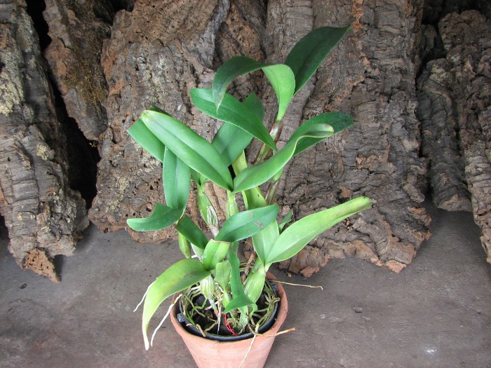 Cattleya skinneri.JPG