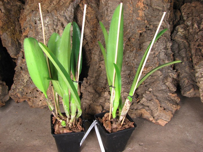 Cattleya mossiae var. amoena.JPG