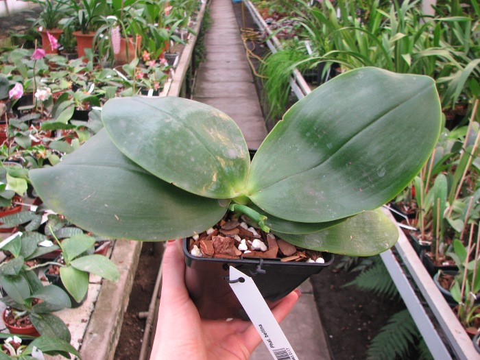 Phalaenopsis bellina.JPG