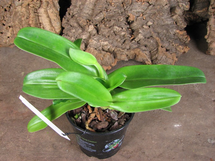 Paphiopedilum Sorcerer's Stone.JPG