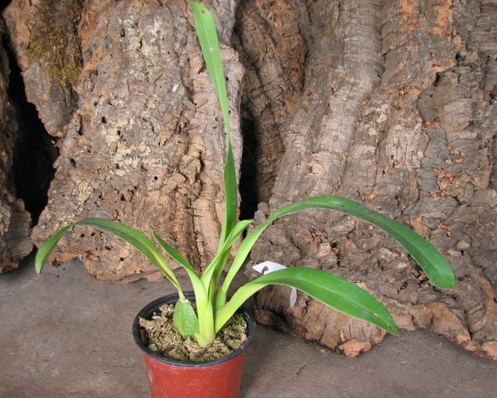 Odontoglossum harryanum.JPG