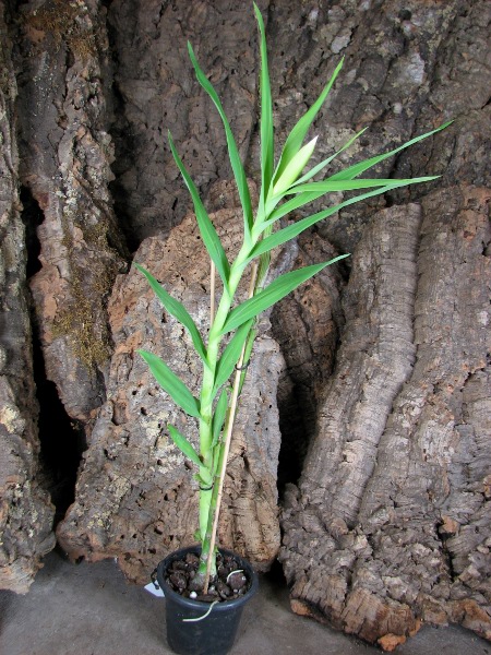 Thunia venosa.JPG