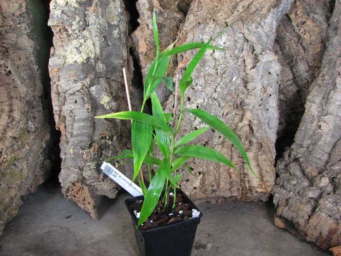 Sobralia sp. coerulea (Equador) x self.JPG