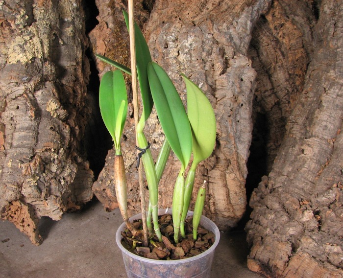Cattleya lueddemanniana tipo 'Royal Flash' x Cattleya lueddemanniana tipo 'Drago'.JPG
