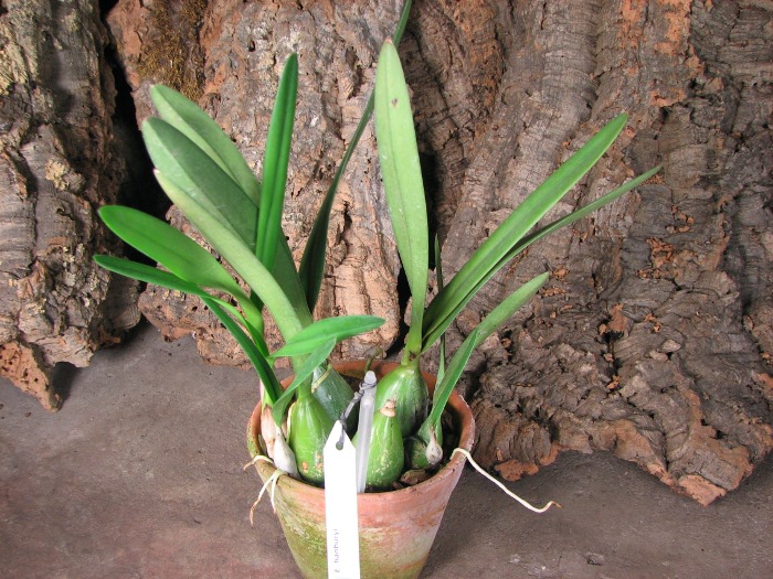 Encyclia hanburyi.JPG