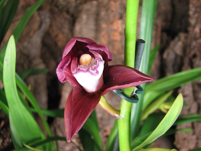 Cymbidium Bisou Bisou .JPG