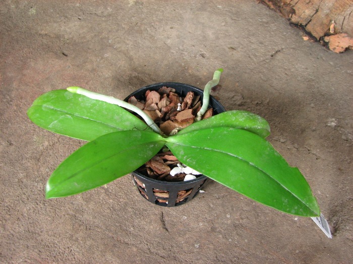 Phalaenopsis mannii 'Black'.JPG