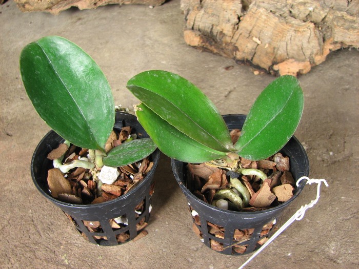Phalaenopsis Brother Glory 'G-12'.JPG