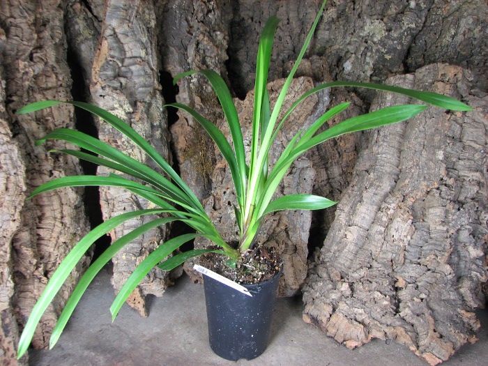 Cymbidium Cali Night 'Geyserland'.JPG