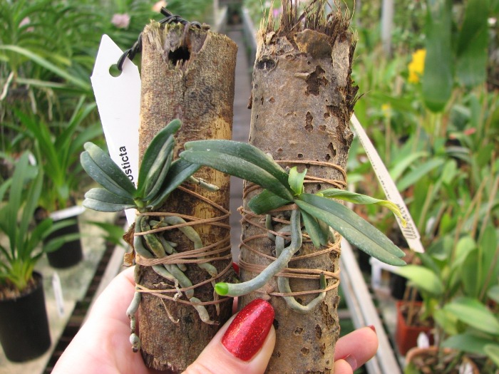 Aerangis rhodosticta.JPG