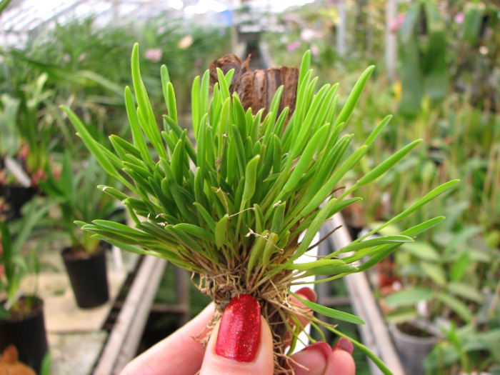 Pleurothallis sonderana.JPG