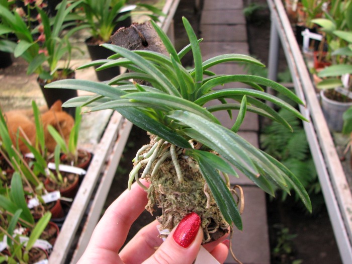 Neofinetia falcata.JPG