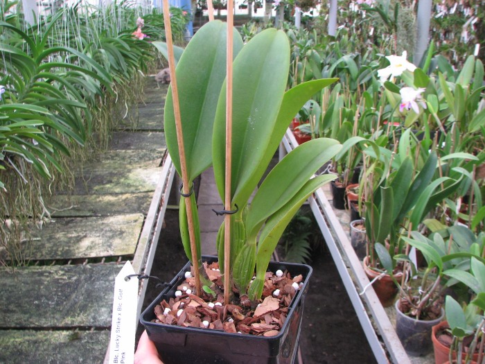 Brassolaeliocattleya Lucky Strike x Brassolaeliocattleya Golf Pink.JPG