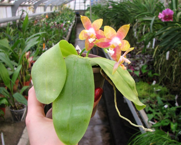 Phalaenopsis amboinensis x Phalaenopsis Penang Girl.JPG