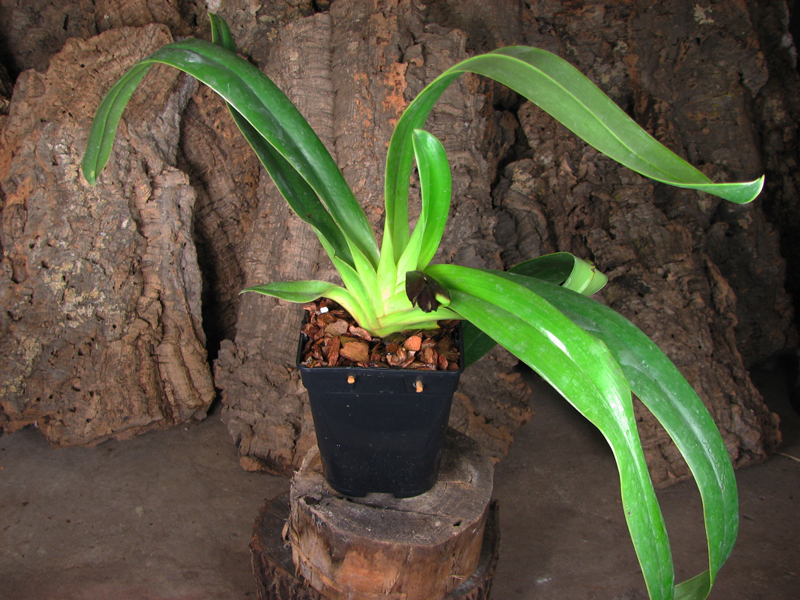 Paphiopedilum sanderianum 'Hsiao' x sibling 'Shin-Yi'.jpg