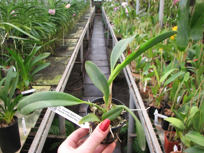Sophrolaeliocattleya Hawaiian Splash 'Lea' (Payche x Mishima Star).JPG
