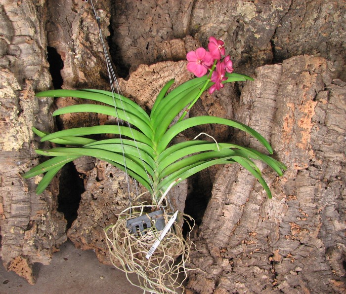 Ascocenda Udomchai Beauty.JPG