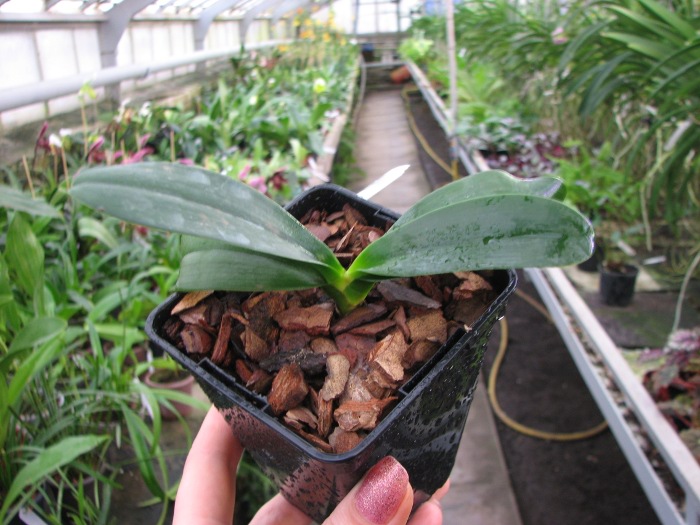 Sedirea japonica.JPG