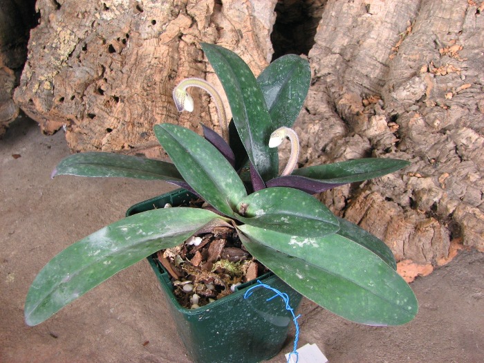 Paphiopedilum niveum.JPG