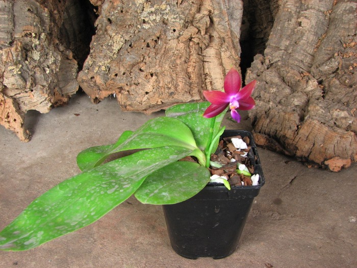 Phalaenopsis Jennifer Palermo x Phalaenopsis LD's Bear Queen.JPG