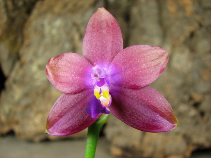 Phalaenopsis Jennifer Palermo x Phalaenopsis LD's Bear Queen.JPG