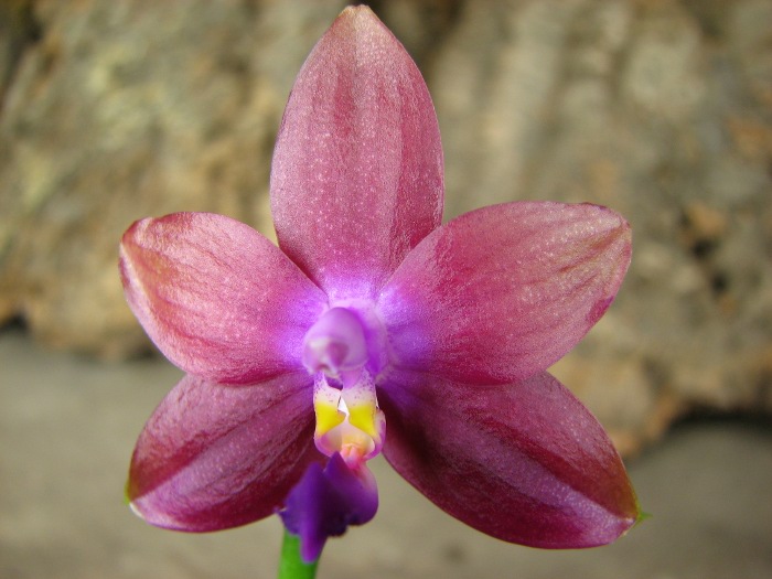 Phalaenopsis Jennifer Palermo x Phalaenopsis LD's Bear Queen .JPG