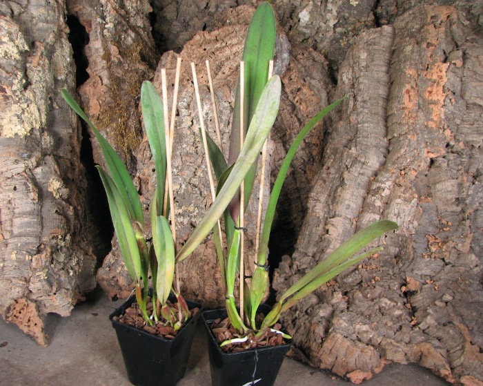 Laelia perrini concolor 'AWZ' x Laelia perrini delicata 'AM' XXXX.JPG