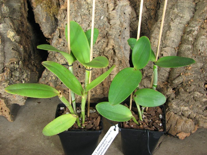Cattleya amethystoglossa 'Corrego do Cachorro' XXX x Cattleya amethystoglossa 'Palmira'.JPG