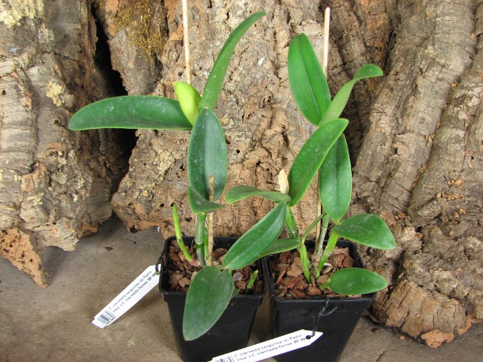 Cattleya intermedia sanguinea 'do Padre Vitus' x Cattleya intermedia flamea 'BF-96'.JPG
