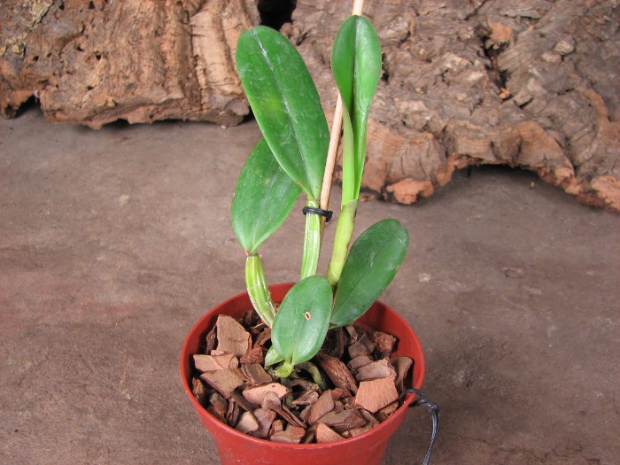 Cattleya warneri trilabelo 'Marcos Zanoni' x Cattleya schilleriana.JPG