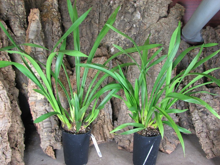 Cymbidium Kiwi Midnight.JPG