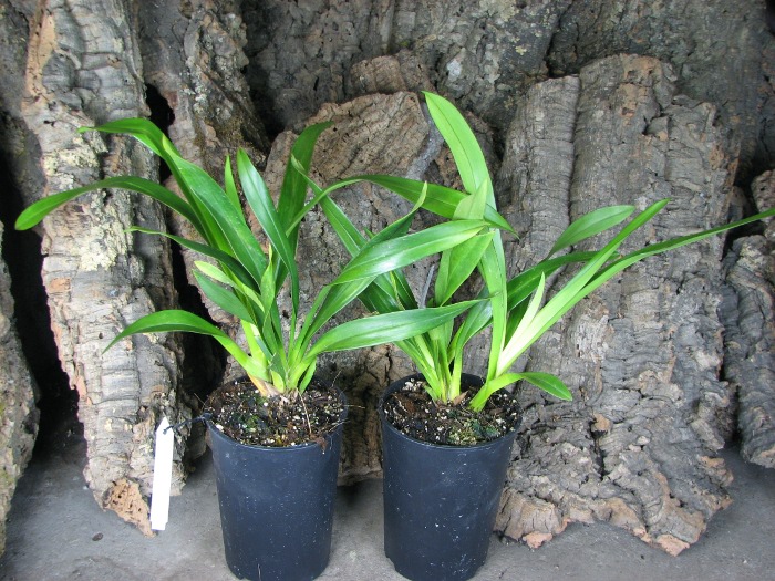 Cymbidium Cliff Hutchings.JPG