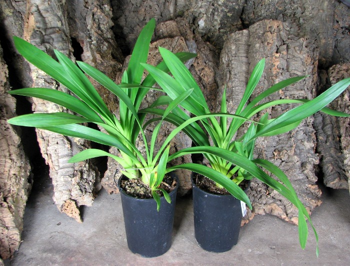 Cymbidium 'Vogel's Magic'.JPG