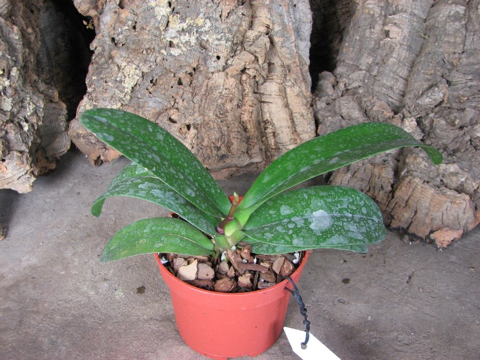 Doritaenopsis Taisuco Micky.JPG