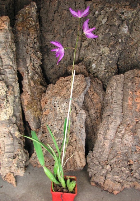 Laelia gouldiana.JPG