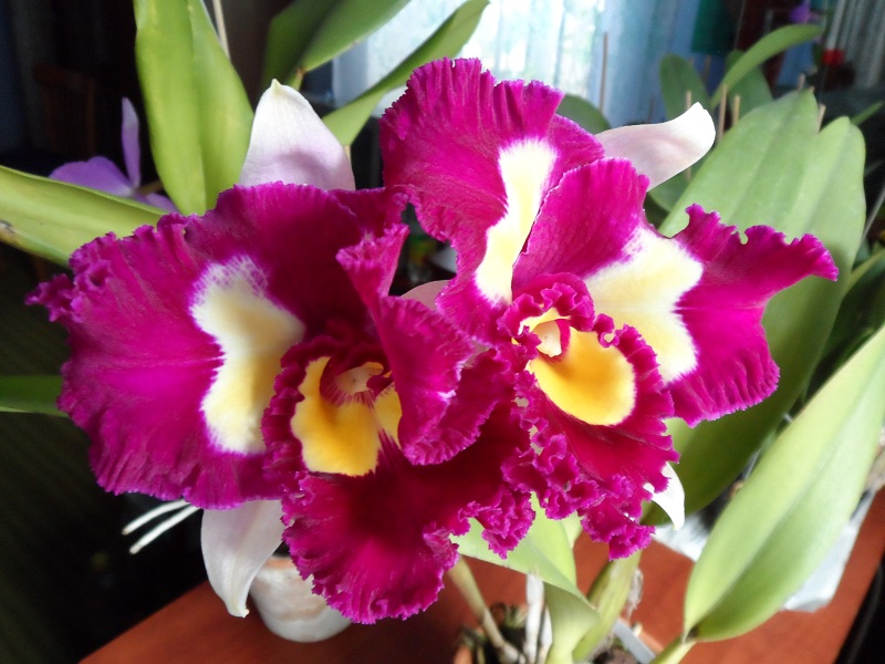 Brassolaeliocattleya Chinese Beauty 'Fire Phoenix'