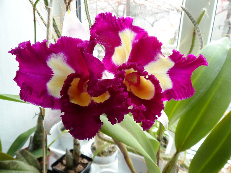 Brassolaeliocattleya Chinese Beauty 'Fire Phoenix'