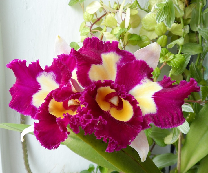 Brassolaeliocattleya Chinese Beauty 'Fire Phoenix'