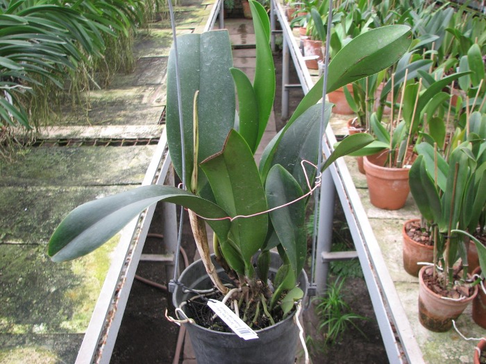 Brassolaeliocattleya Sanyung Ruby 'Kuang Lung' (Waianae Coast x Chia Lin).JPG