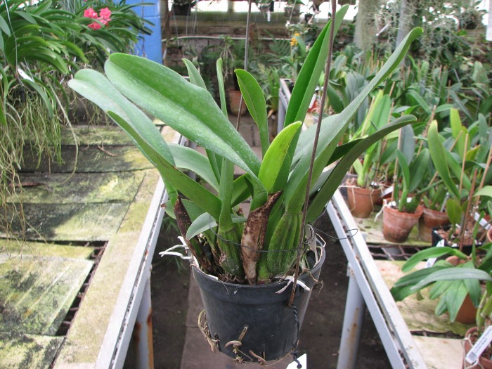 Laeliocattleya Chan Hsiu Jewel 'San Mei' (Cattleya Moscombe x Laeliocattleya Wayndora).JPG