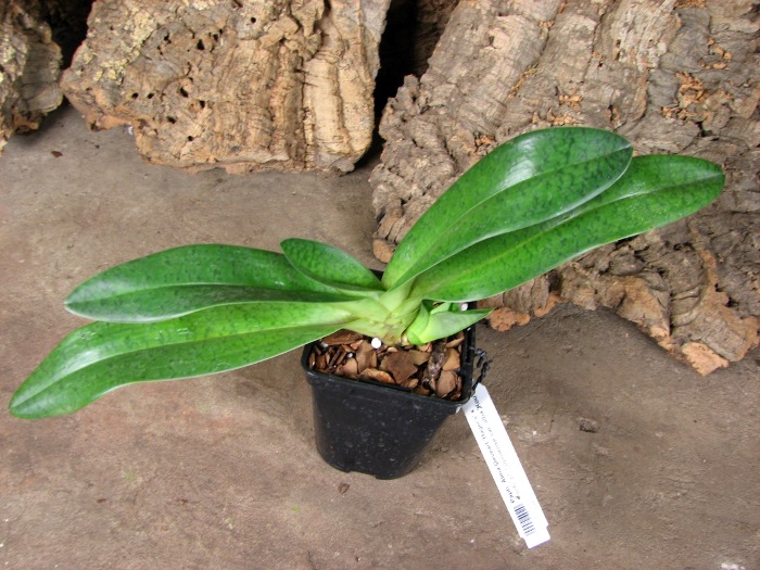 Paphiopedilum Alma Geveart 'Hager's' x Paphiopedilum philippinense var. alba 'Kou'.JPG