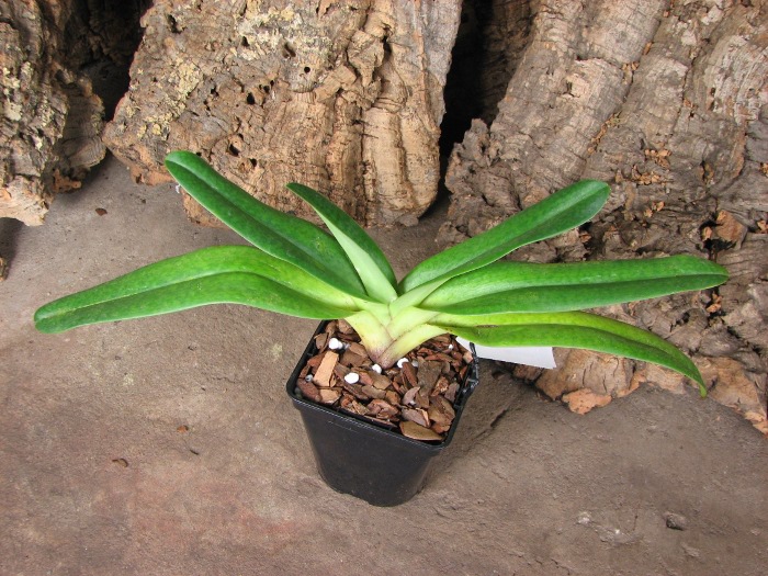Paphiopedilum Dollgoldi (armeniacum x rothschildianum).JPG