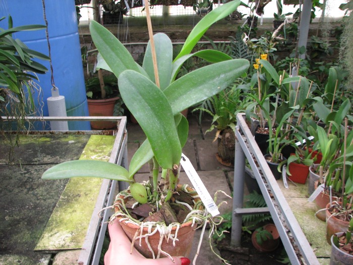 Laeliocattleya Sierra Skies 'Leone'.JPG