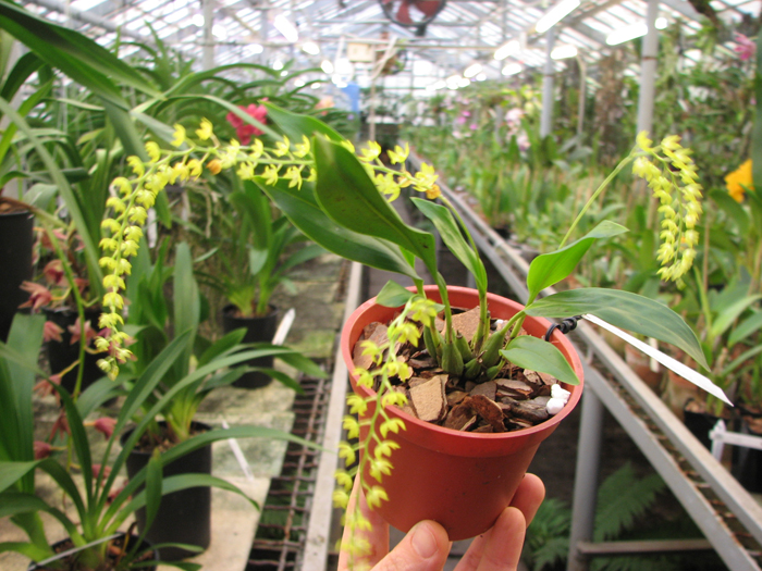 Dendrochilum uncatum.jpg