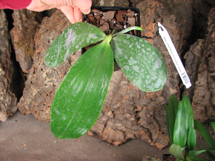 Phalaenopsis Princess Kaiulani 'Miki'.jpg