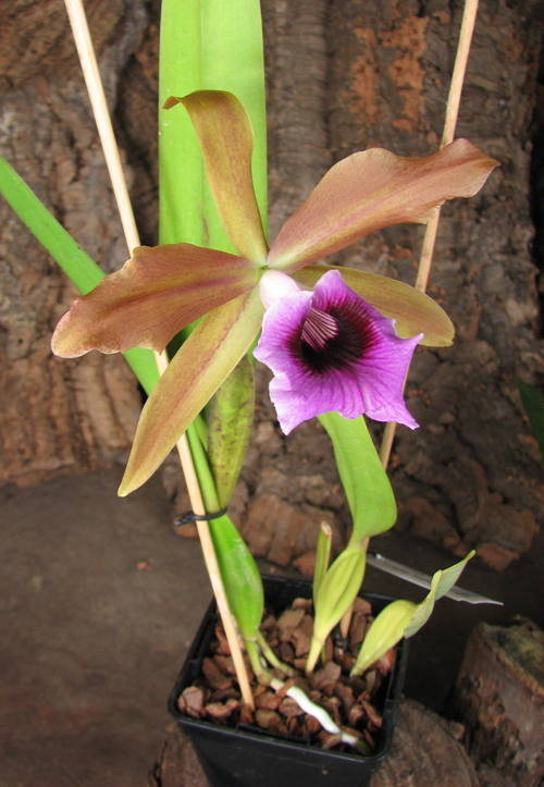 Laelia tenebrosa vinicolor x Laelia tenebrosa 'Richard'.jpg