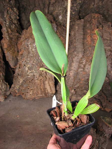 Cattleya labiata concolor ('Serena' x 'Outono').jpg