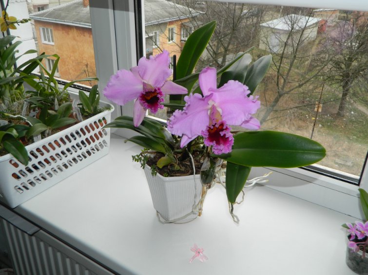 Cattleya percivaliana 'Alberts' (original) (02-6) x Cattleya percivaliana.jpg