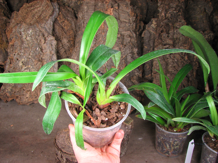 Phragmipedium kovachii x longifolium.jpg